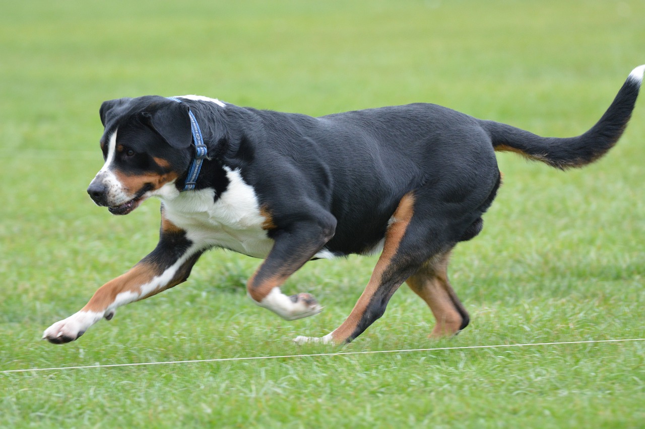 The Greater Swiss Mountain Dog