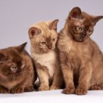 A Guide to Cat Breeds: Choosing the Perfect Feline Companion