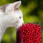 The Benefits of Organic Pet Food for Your Furry Friends