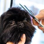 Essential Dog Grooming Tools: A Comprehensive Guide for Pet Owners