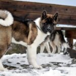 Akita: A Majestic Canine Companion