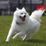 The American Eskimo Dog: A Graceful Companion in a Fluffy White Coat