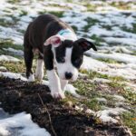 American Staffordshire Terrier: Unveiling the Loving and Loyal Companion