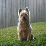 The Australian Silky Terrier: A Petite and Personable Companion