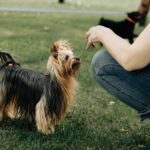 The Lively and Loyal Australian Terrier: A True Aussie Gem
