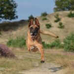 The Belgian Malinois: A Versatile and Vigilant Working Dog