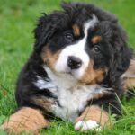 The Bernese Mountain Dog: A Gentle Giant and Loyal Companion