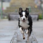 Border Collie: The Brilliant and Energetic Canine Genius