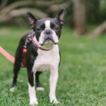 The Boston Terrier: A Comprehensive Guide to the American Gentleman of Dogs