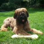 Briard: The Noble French Shepherd
