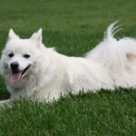The Canadian Eskimo Dog: A Proud Heritage and a Majestic Breed