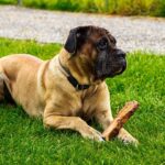 The Cane Corso: Italy’s Noble Guardian
