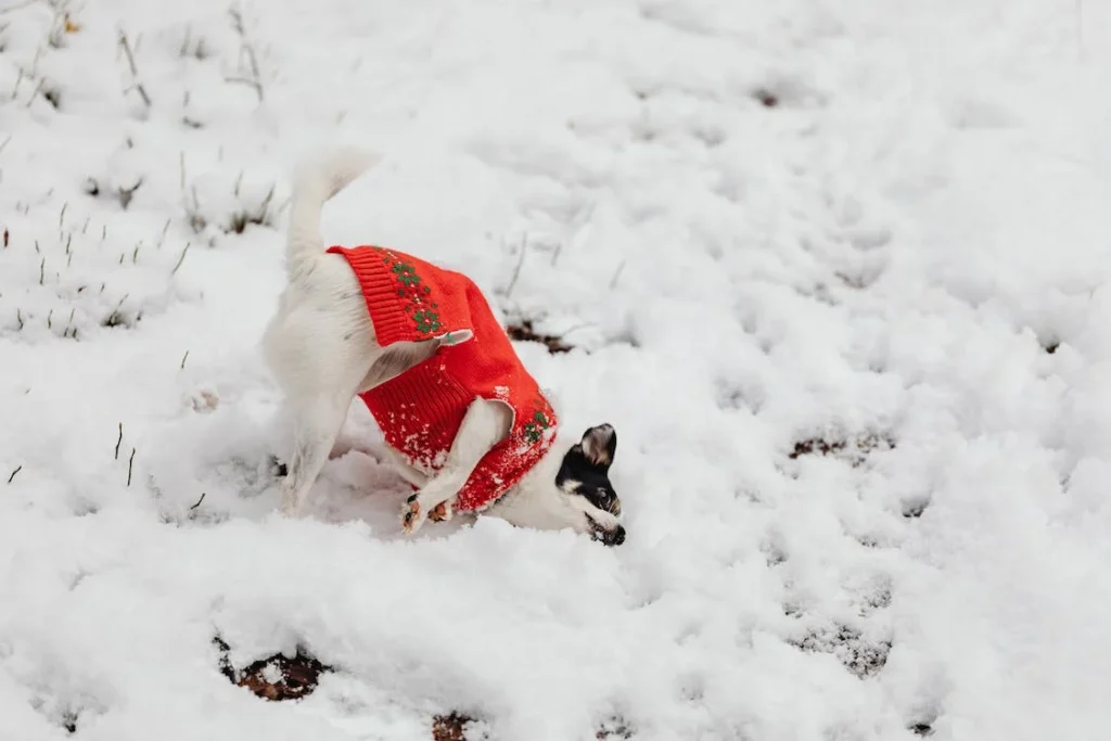 Keep Heat and Fashionable: The Unedited Developments in Canine Sweaters