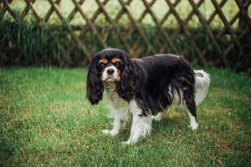 The Cavalier King Charles Spaniel: Graceful Royalty in a Petite Package