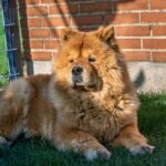 The Majestic Chow Chow: A Guide to This Noble Breed