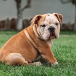 The English Bulldog: A Beloved and Endearing Breed
