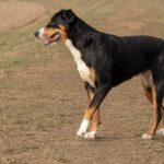 The Entlebucher Mountain Dog: A Robust and Devoted Working Companion