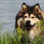 The Finnish Lapphund: Lapland’s Trusty Companion