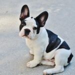 French Bulldog: The Petite and Playful Companion