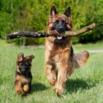 The German Shepherd: Noble Intelligence and Unmatched Loyalty