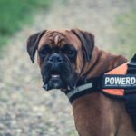 Unleashing the Power: Exploring the Top Guard Dog Breeds