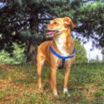The Ibizan Hound: Graceful Elegance in a Canine Companion
