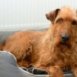 The Irish Terrier: Spirited and Spunky