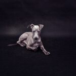 The Italian Greyhound: Graceful Elegance in a Petite Package