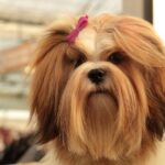 From Fluffy to Sleek: The Art of Grooming Long-Haired Dog Breeds