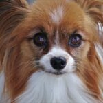 Papillon: The Butterfly of the Dog World