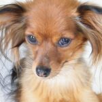 The Russian Toy Terrier: A Petite Pup with a Big Personality