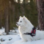 Samoyed: The Smiling Fluffball of the North