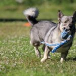 The Swedish Vallhund: A Spirited Herding Companion