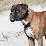 The Boxer: A Bundle of Energy and Love
