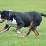 The Greater Swiss Mountain Dog: A Stalwart and Loving Companion