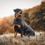 The Rottweiler: Strength, Loyalty, and Gentle Giants